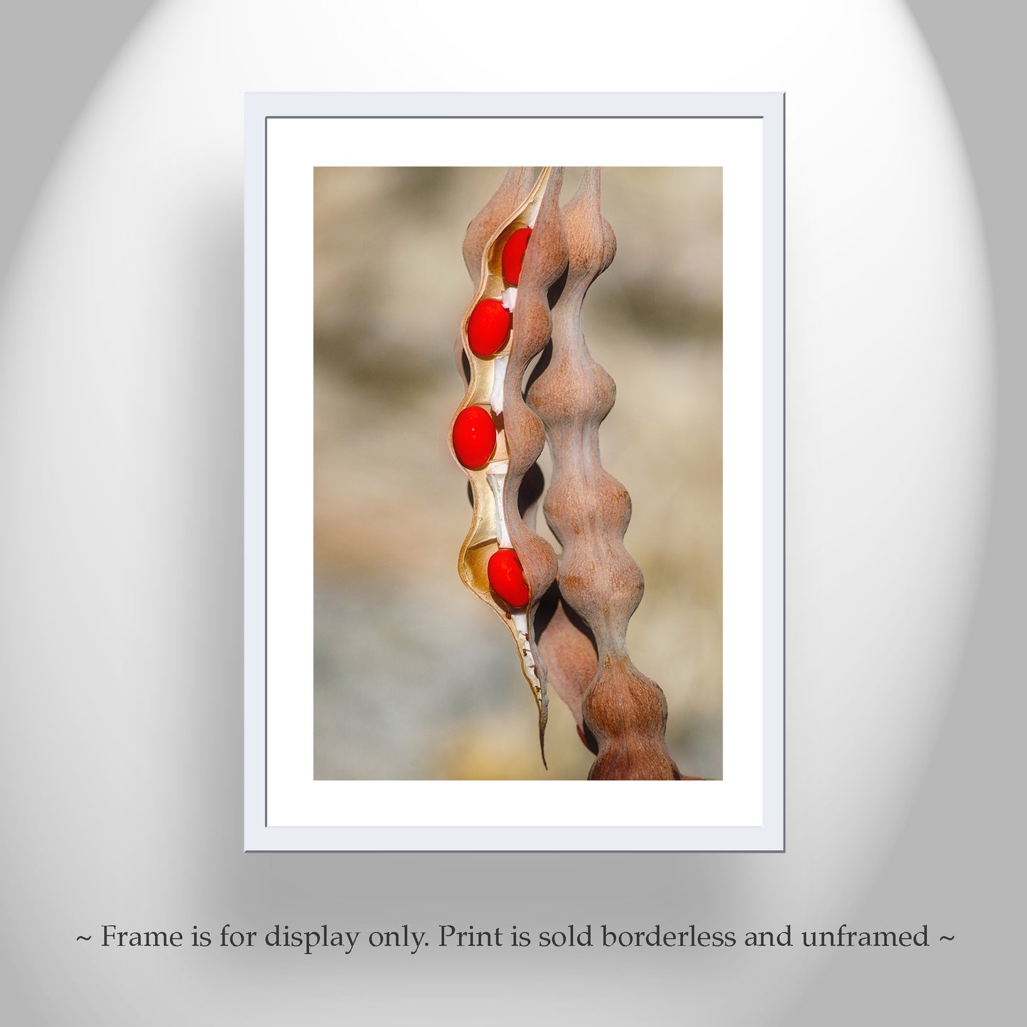 Nature Photography with Coral Bean Pod | Desert Botanical Wall Art