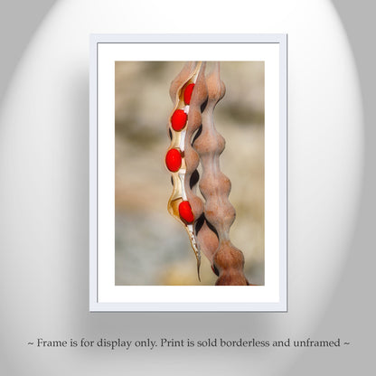 Nature Photography with Coral Bean Pod | Desert Botanical Wall Art