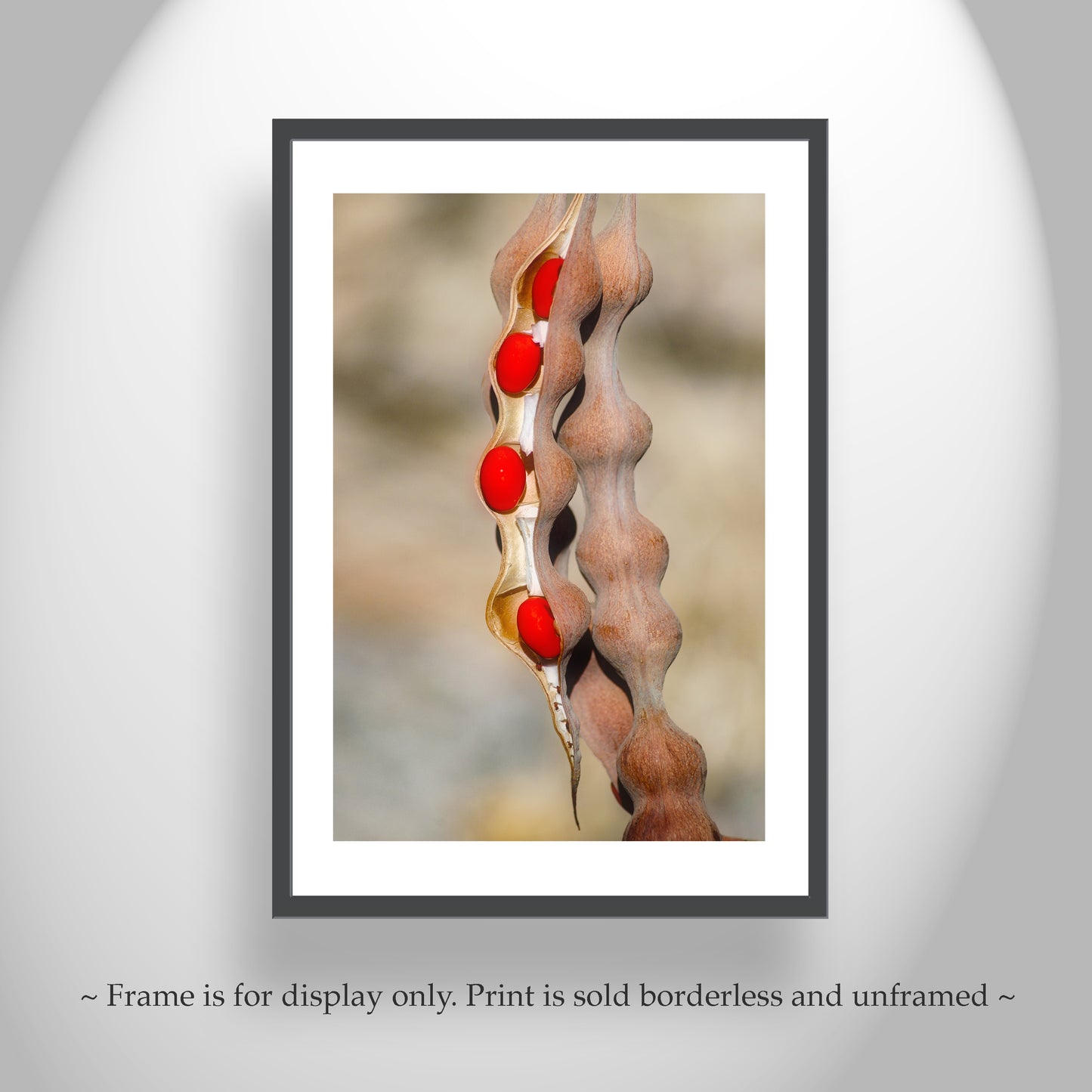 Nature Photography with Coral Bean Pod | Desert Botanical Wall Art