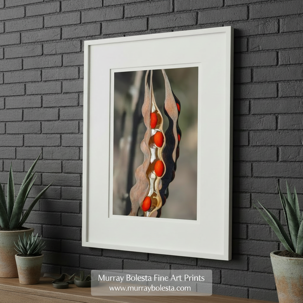 Decorative wall art with wavy design and red accents on a white background. Desert Nature with Coral Bean Pod Painterly Fine Art Print by Murray Bolesta