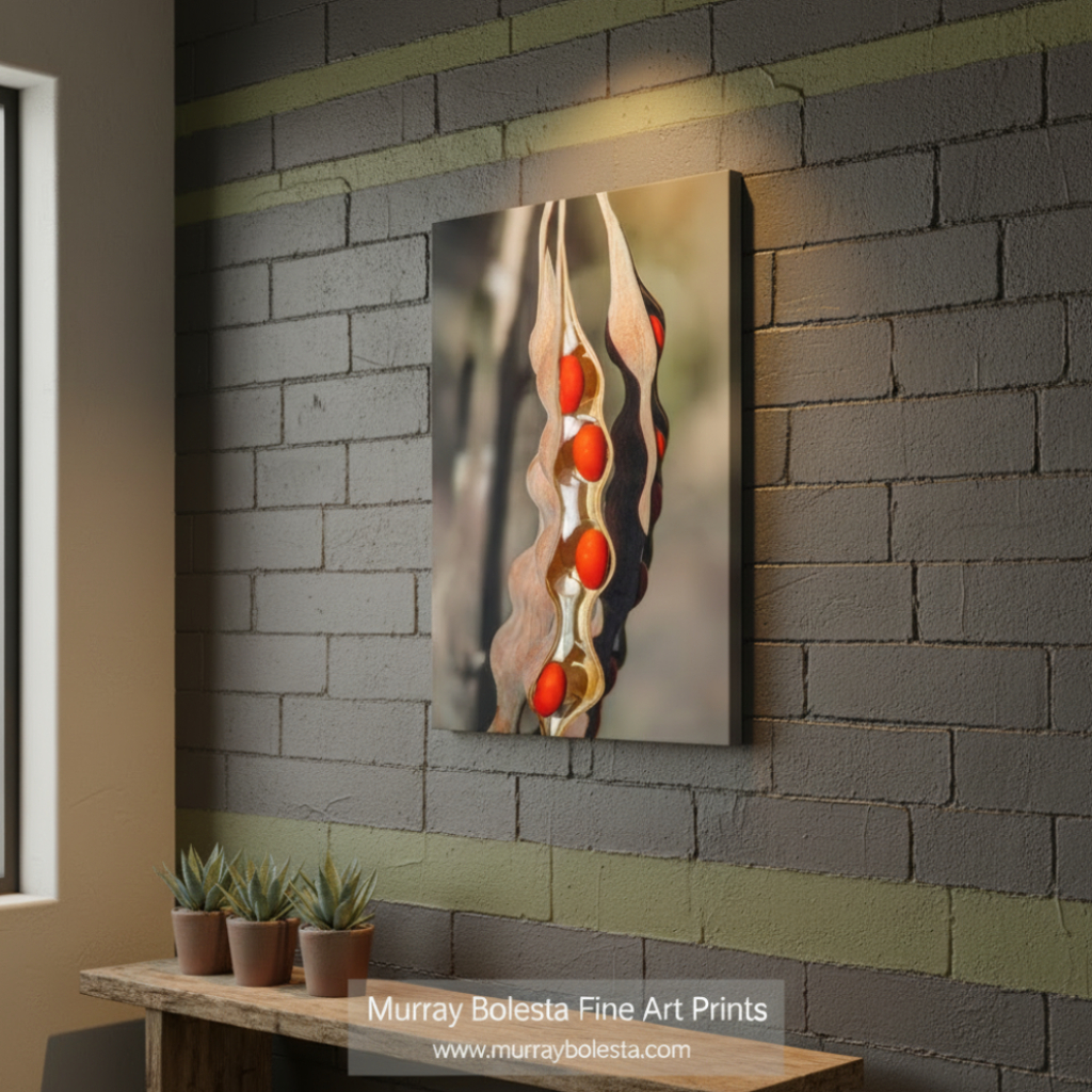 Decorative wall art with wavy design and red accents on a white background. Desert Nature with Coral Bean Pod Painterly Fine Art Print by Murray Bolesta