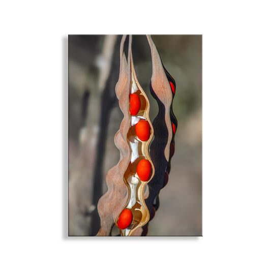 Decorative wall art with wavy design and red accents on a white background. Desert Nature with Coral Bean Pod Painterly Fine Art Print