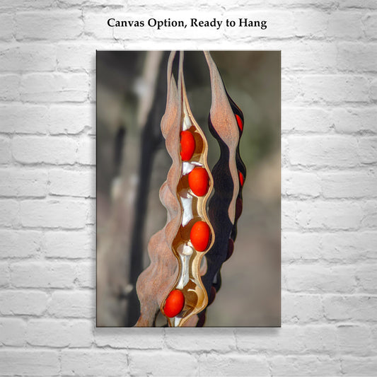 Desert Nature with Coral Bean Pod Painterly Fine Art Print