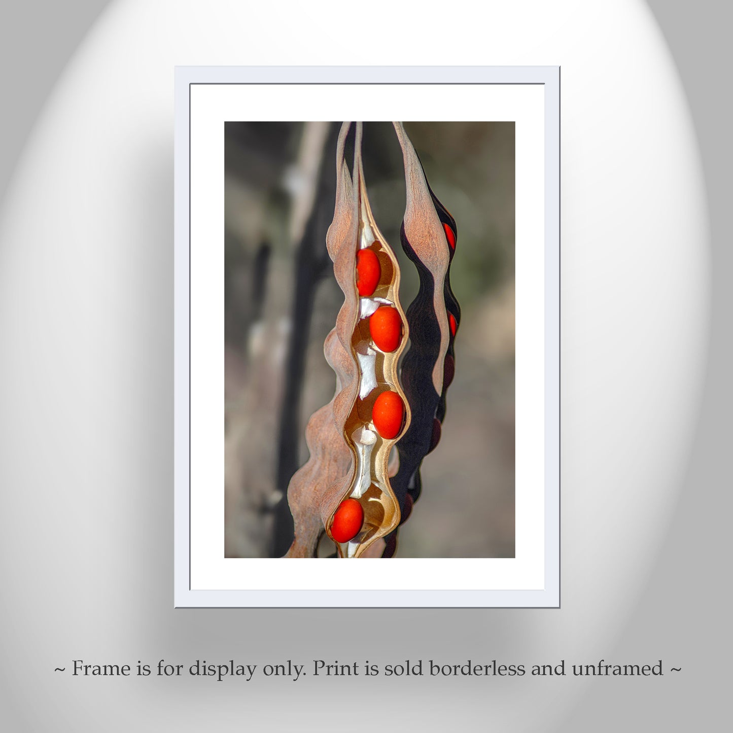 Desert Nature with Coral Bean Pod Painterly Fine Art Print