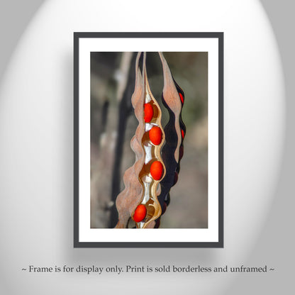 Desert Nature with Coral Bean Pod Painterly Fine Art Print