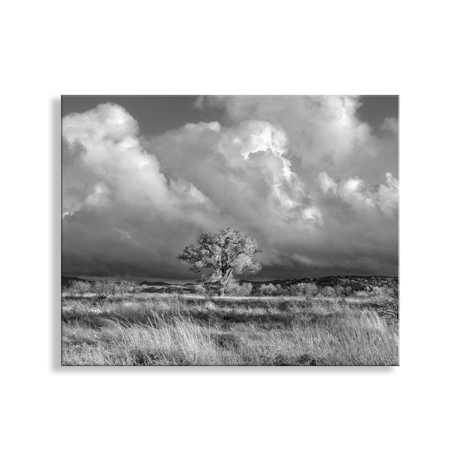 Black and white landscape with a lone tree in a field under a dramatic sky. Cottonwood Tree Art Print in B&W - Arivaca Arizona Wetlands Tucson Landscape