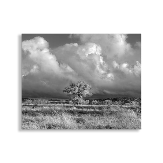 Black and white landscape with a lone tree in a field under a dramatic sky. Cottonwood Tree Art Print in B&W - Arivaca Arizona Wetlands Tucson Landscape