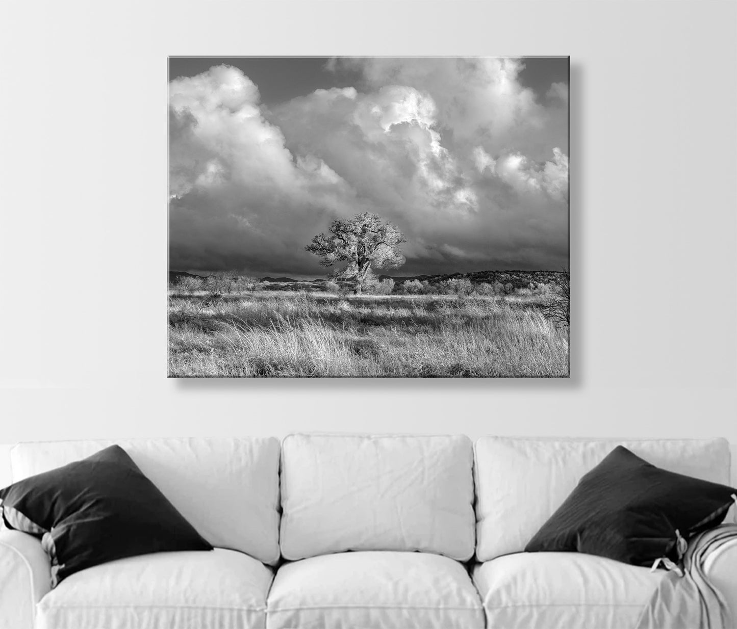 Cottonwood Tree Art Print in B&W - Arivaca Arizona Wetlands Tucson Landscape
