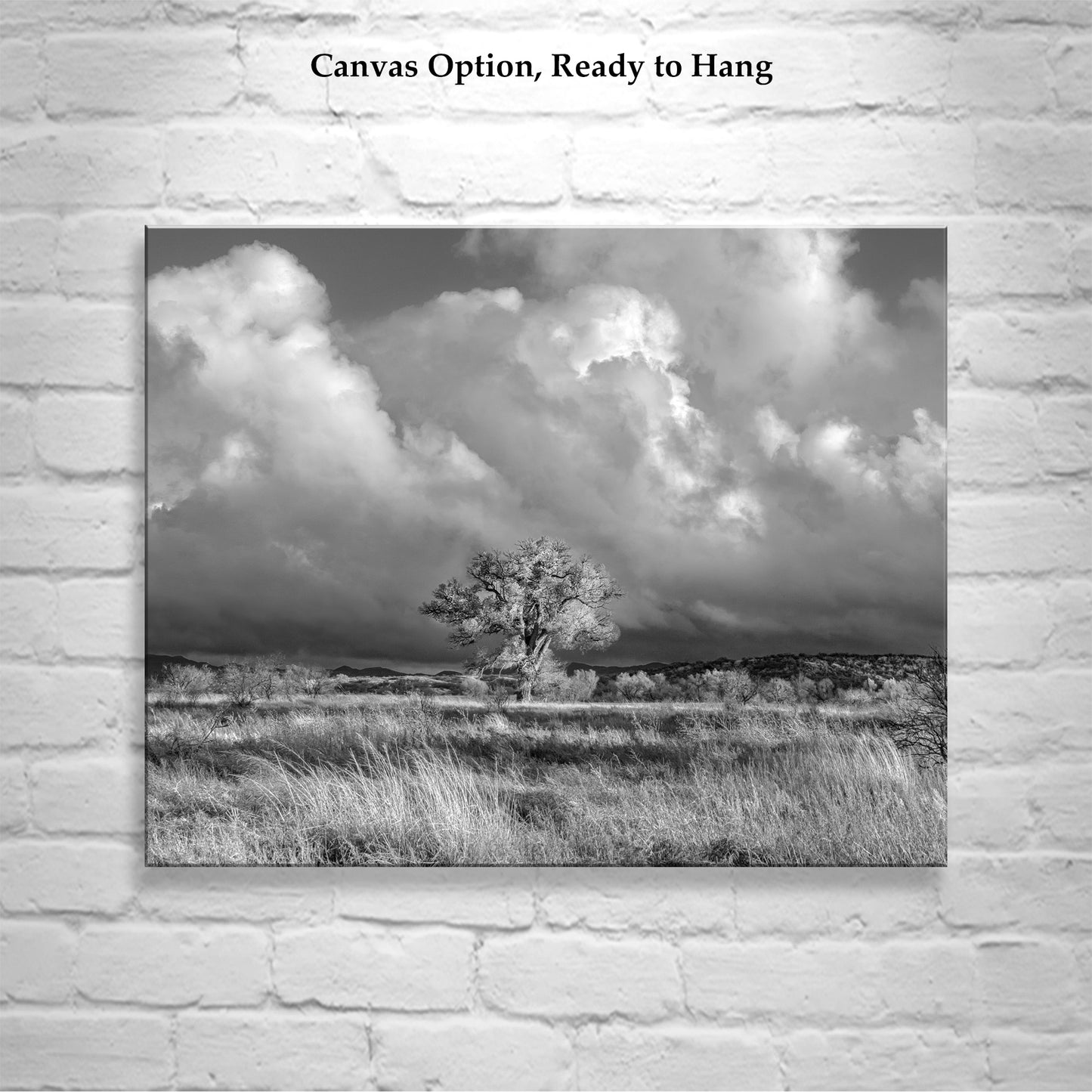 Cottonwood Tree Art Print in B&W - Arivaca Arizona Wetlands Tucson Landscape