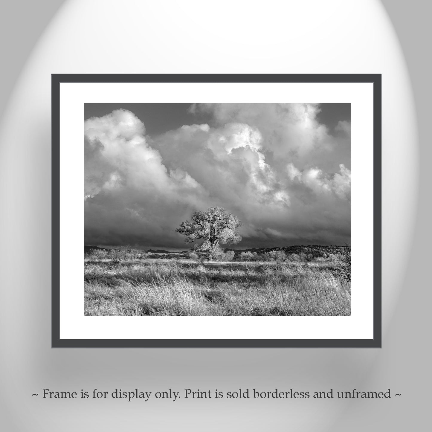 Cottonwood Tree Art Print in B&W - Arivaca Arizona Wetlands Tucson Landscape