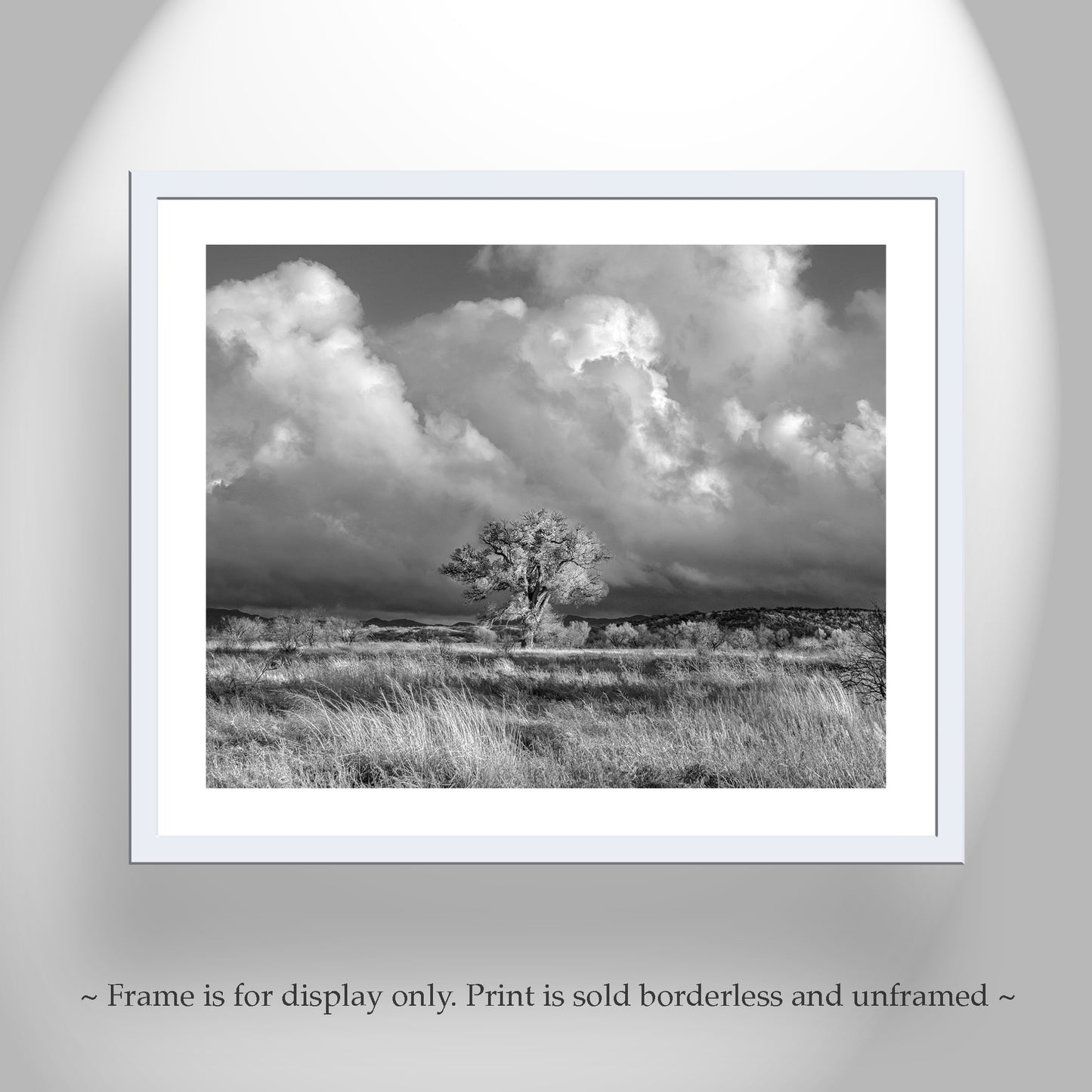Cottonwood Tree Art Print in B&W - Arivaca Arizona Wetlands Tucson Landscape
