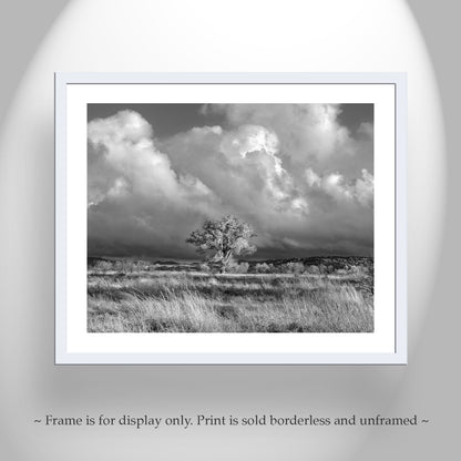 Cottonwood Tree Art Print in B&W - Arivaca Arizona Wetlands Tucson Landscape