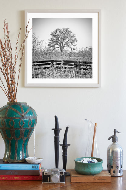 Cottonwood Tree in Frosty Winter Landscape Black White Artwork