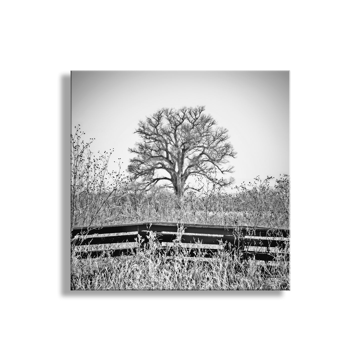 Black and white photo of a lone tree in a field with a fence. Cottonwood Tree Photograph in Black and White in Surreal Frosty Winter Landscape