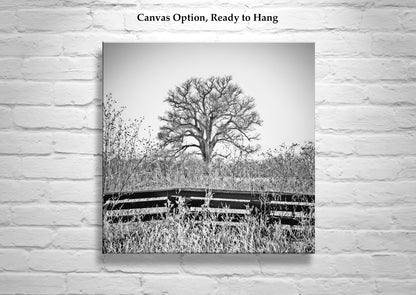 Cottonwood Tree in Frosty Winter Landscape Black White Artwork