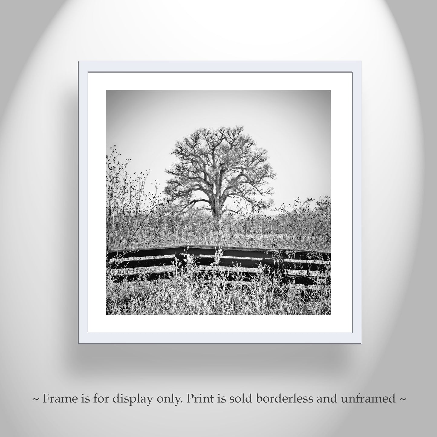 Cottonwood Tree in Frosty Winter Landscape Black White Artwork