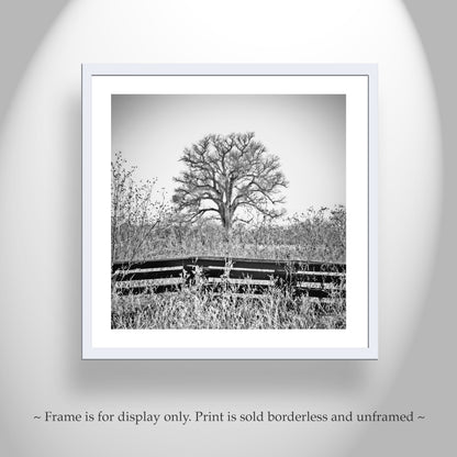 Cottonwood Tree in Frosty Winter Landscape Black White Artwork