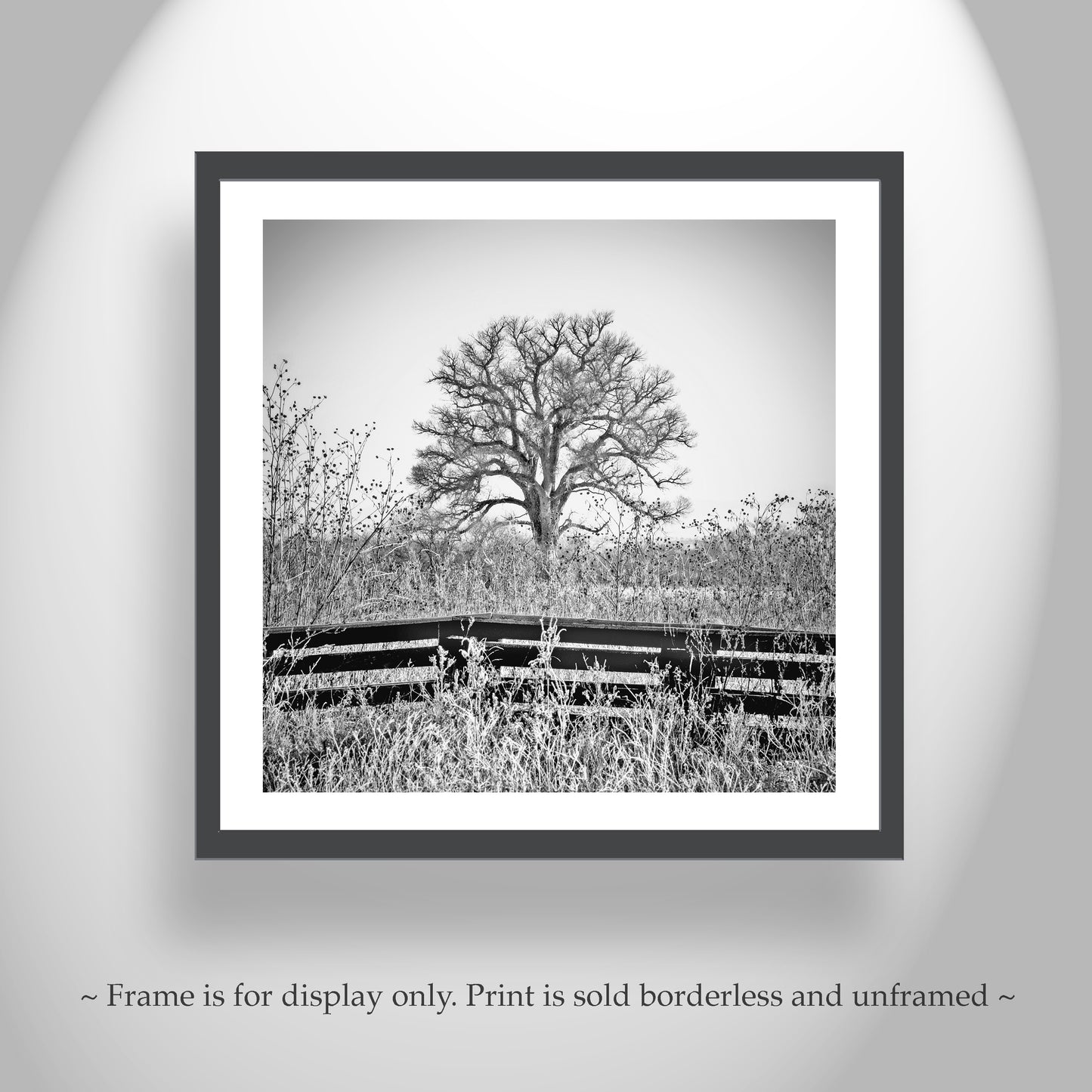 Cottonwood Tree in Frosty Winter Landscape Black White Artwork