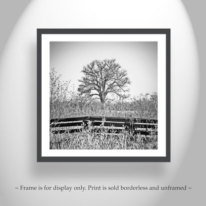 Cottonwood Tree in Frosty Winter Landscape Black White Artwork