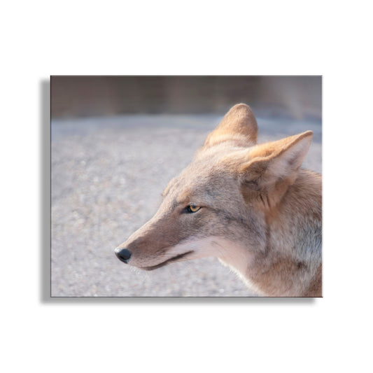 Close-up of a coyote's face with a blurred natural background. My awesomely cute coyote picture, captured in Tucson Mountain Park, Arizona USA! Original, unique signed art by Murray Bolesta.