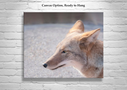 Coyote Photo Wildlife Photography in Arizona Desert