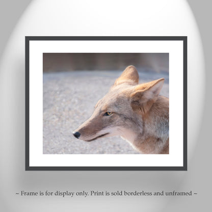 Coyote Photo Wildlife Photography in Arizona Desert