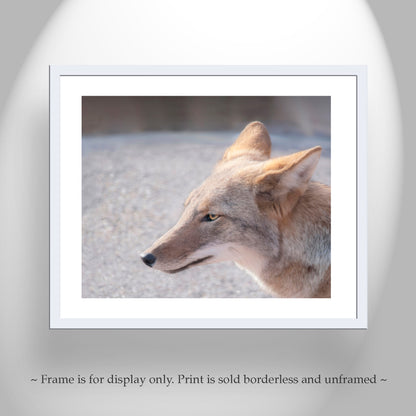 Coyote Photo Wildlife Photography in Arizona Desert