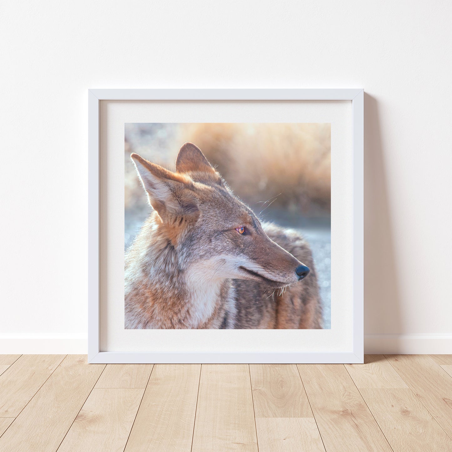 Desert Coyote Picture on Square Print as Wildlife Photography Art Gift