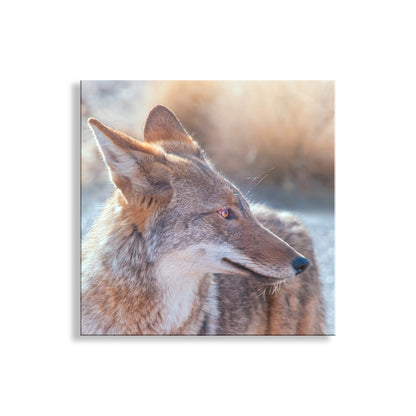 Close-up of a coyote's face with a blurred background. My supremely cute coyote wildlife wall art from Tucson Mountain Park, Arizona USA! Original, unique signed art by Murray Bolesta.
