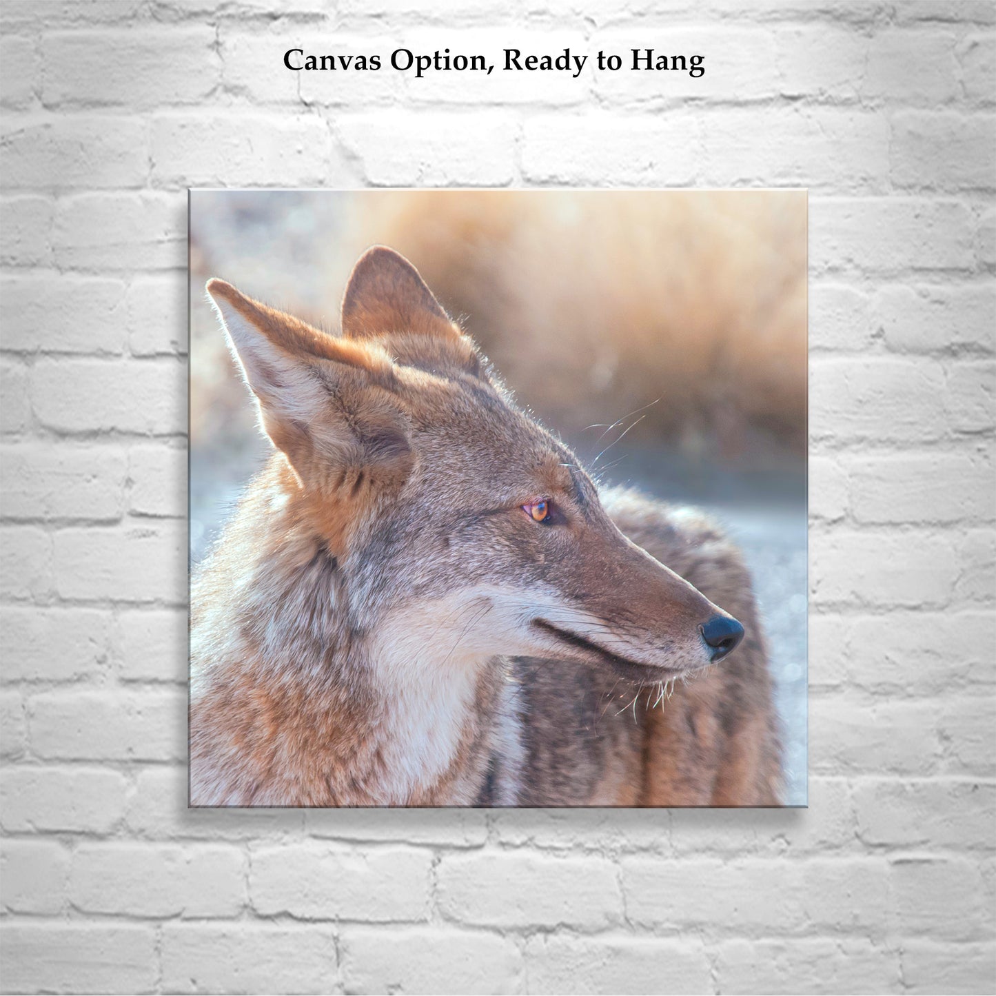 Desert Coyote Picture on Square Print as Wildlife Photography Art Gift