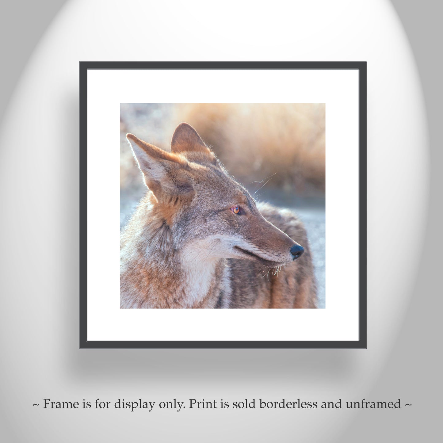 Desert Coyote Picture on Square Print as Wildlife Photography Art Gift