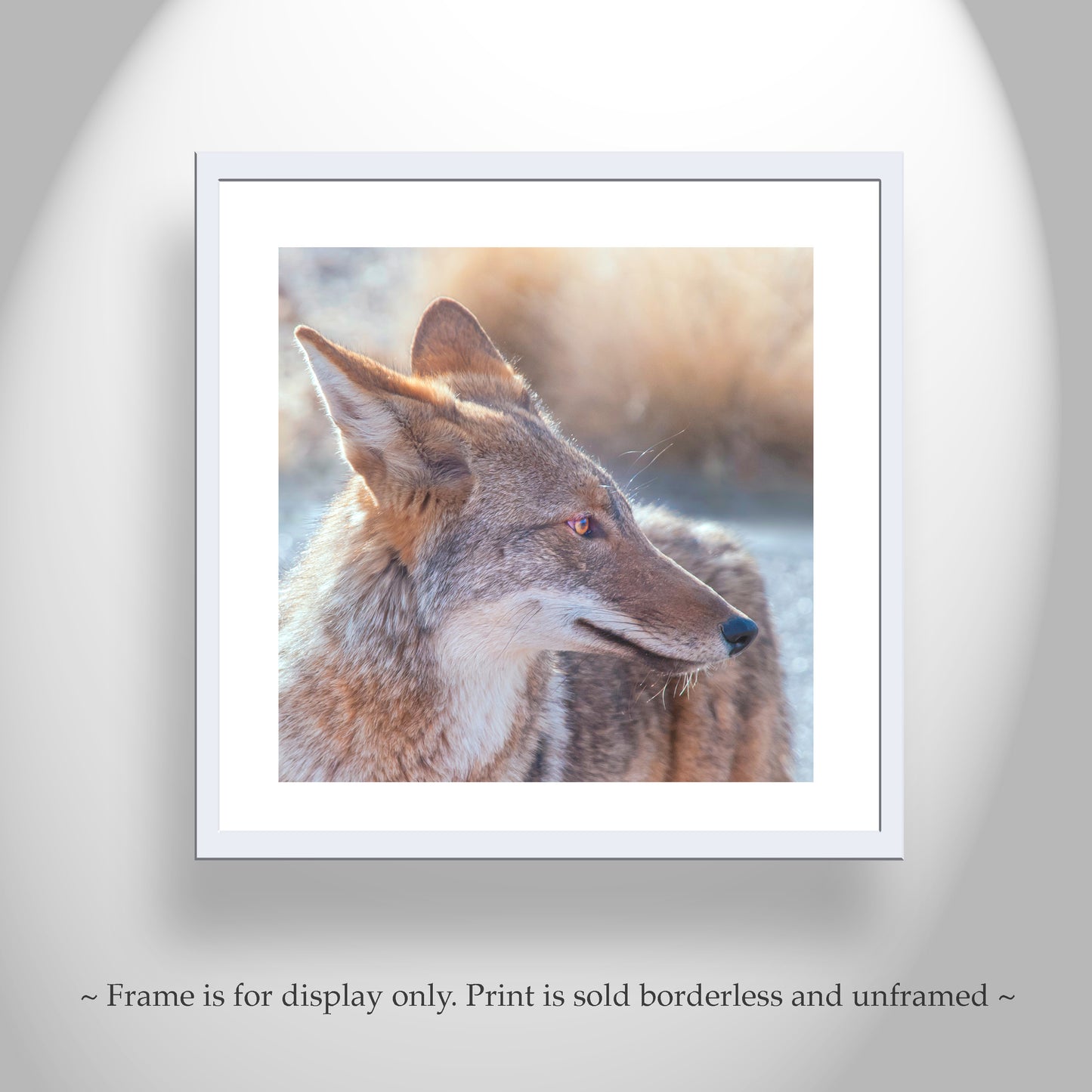 Desert Coyote Picture on Square Print as Wildlife Photography Art Gift