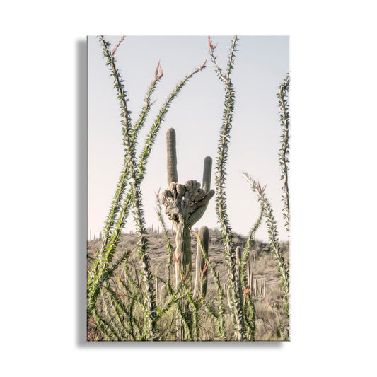 Crested Saguaro Picture with Ocotillo in Arizona Desert Landscape