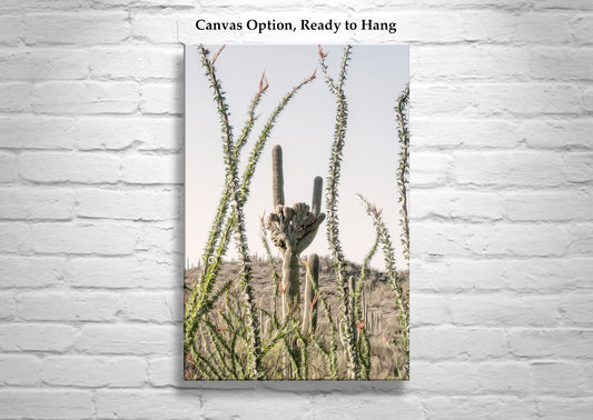 Crested Saguaro Picture with Ocotillo in Arizona Desert Landscape
