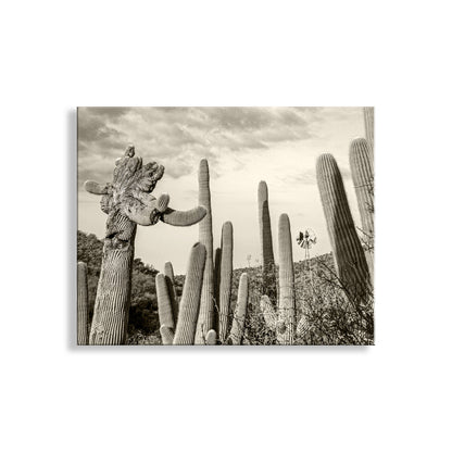 Cactus Landscape Wall Decor with Crested Cactus