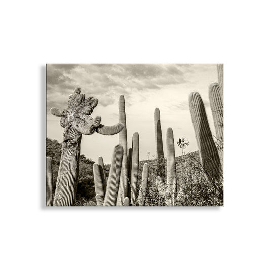 Cactus Landscape Wall Decor with Crested Cactus