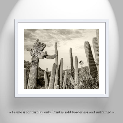 Cactus Landscape Wall Decor with Crested Cactus