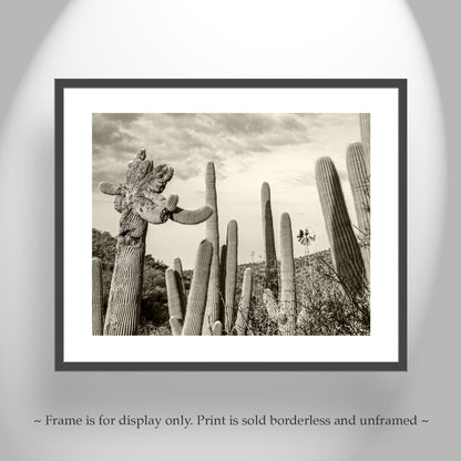 Cactus Landscape Wall Decor with Crested Cactus