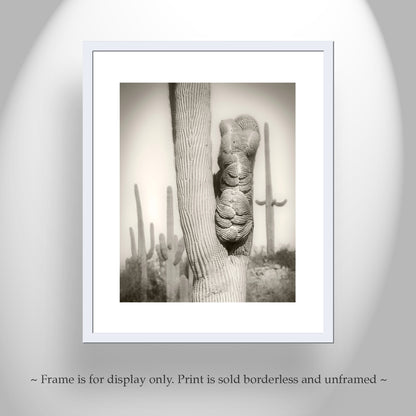 Crested Cactus Artwork as Tucson Arizona Desert Wall Decor