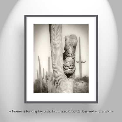 Crested Cactus Artwork as Tucson Arizona Desert Wall Decor