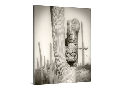 Crested Cactus Artwork as Tucson Arizona Desert Wall Decor