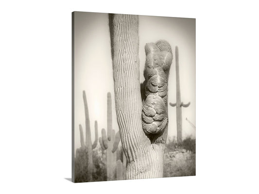 Crested Cactus Artwork as Tucson Arizona Desert Wall Decor