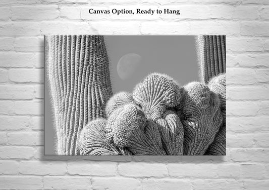 Crested Cactus And Moon Art Print from Saguaro National Park Tucson