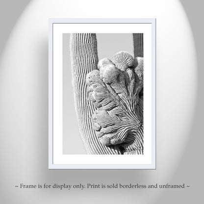 Black and White Desert Cactus Art in Tucson Arizona Set of 2 Prints