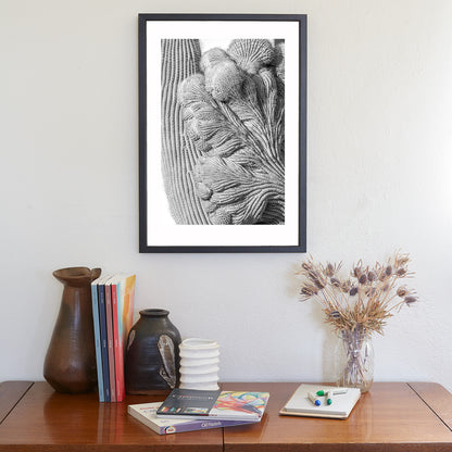 Abstract Cactus Art at Saguaro National Park Tucson in Black and White