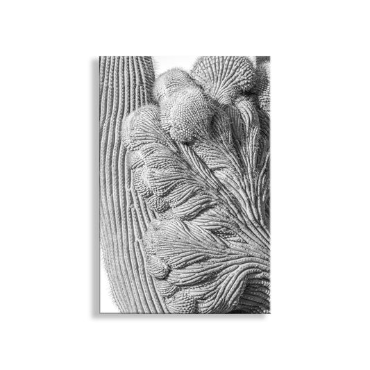 Abstract Cactus Art at Saguaro National Park Tucson in Black and White