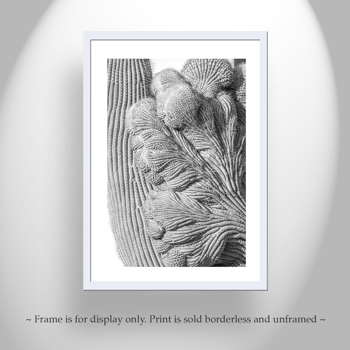 Abstract Cactus Art at Saguaro National Park Tucson in Black and White
