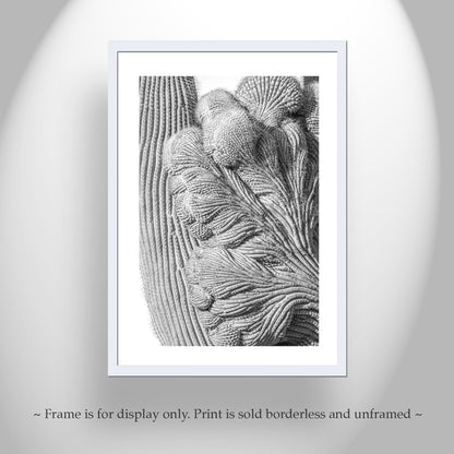 Abstract Cactus Art at Saguaro National Park Tucson in Black and White