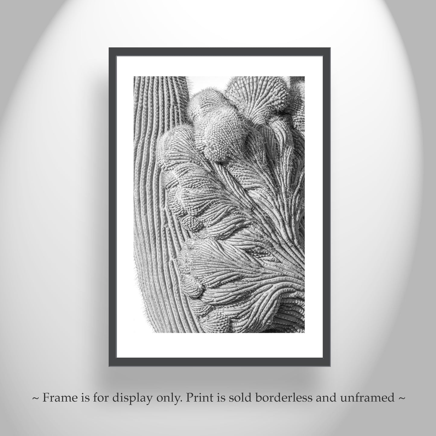 Abstract Cactus Art at Saguaro National Park Tucson in Black and White