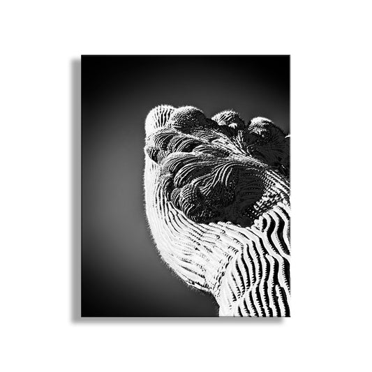 Crested Cactus Abstract Art in Black and White | Arizona Desert Decor